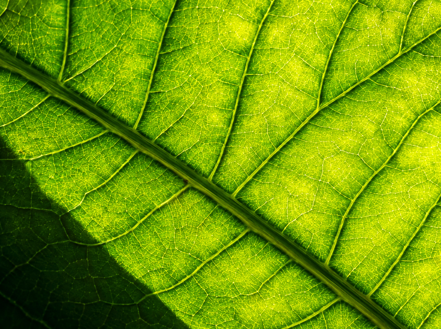 Backlit green leaf with fine veins