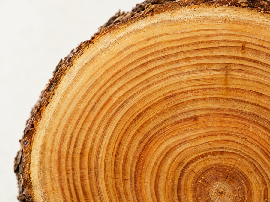 Tree trunk cross-section with growth rings